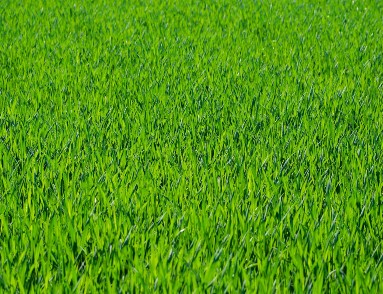 Commercial Lawn Care Services
