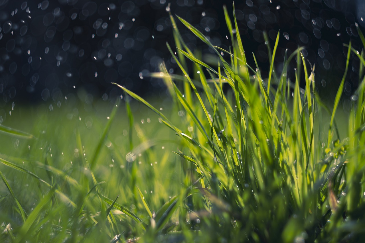 Yard Clean Up Services